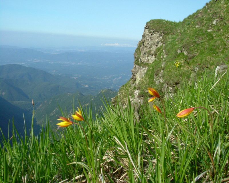 Tulipa australis / Tulipano montano